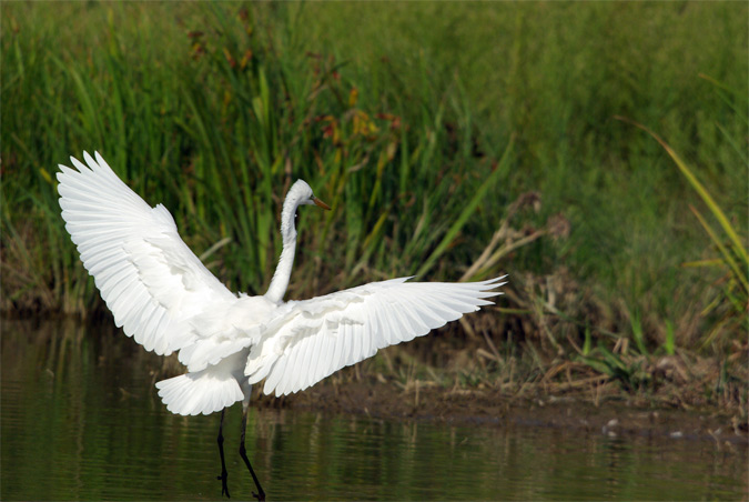 Agró blanc(Egreta alba)