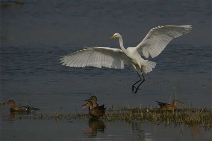 Agro blanc (Egretta alba)