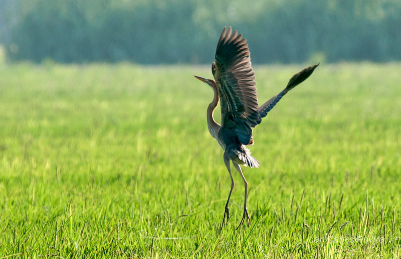 Agró roig (Ardea purpurea)