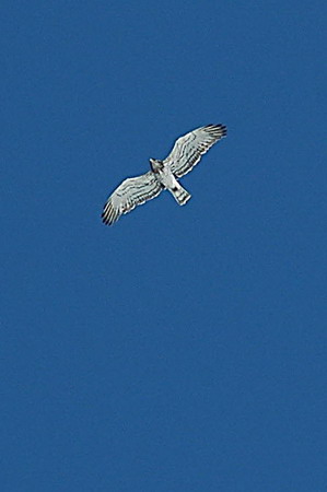 Aguila marcenca (Circaetus gallicus) Aguila culebrera