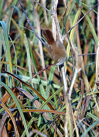 Rossinyol bastard. Ruiseñor bastardo (Cettia cetti)