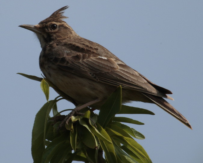 Cogullada vulgar (Galerida cristata)