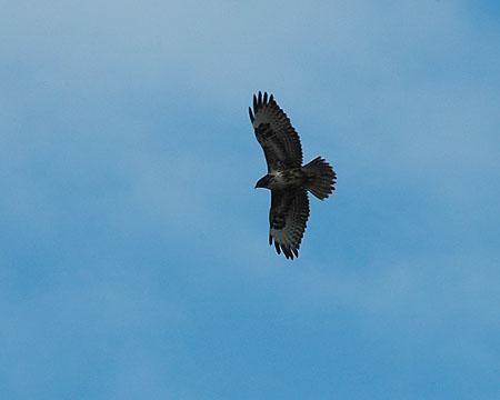 Aligot. Ratonero común (Buteo buteo)