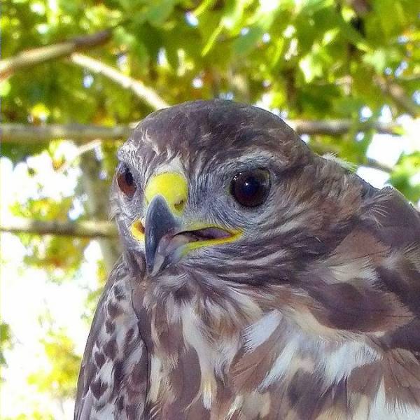 Cap aligot (Buteo buteo)