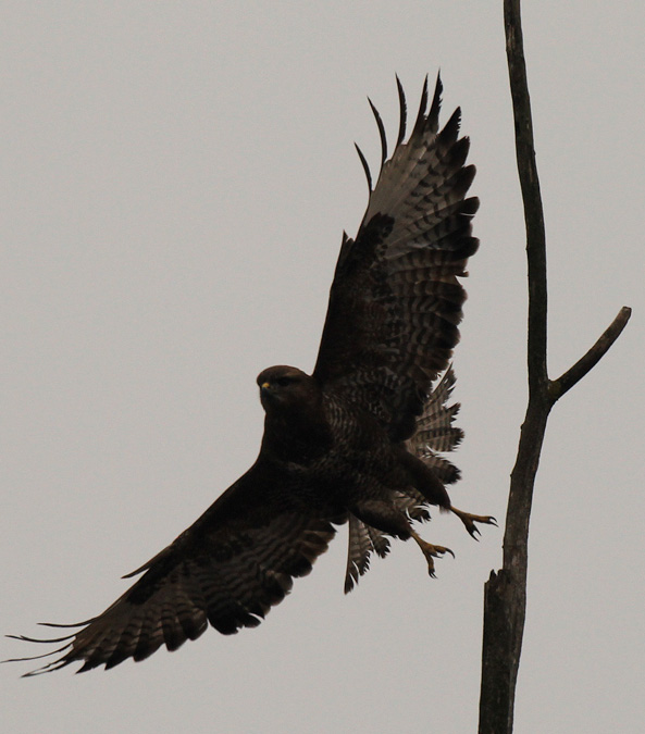 Aligot comú (Buteo buteo)