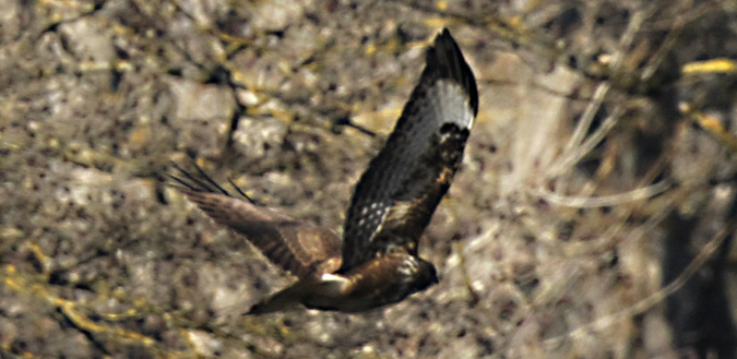 Aligot comú (Buteo buteo)