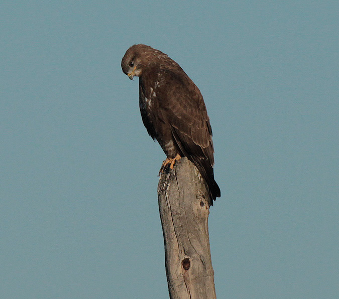 Aligot comú (Buteo buteo)