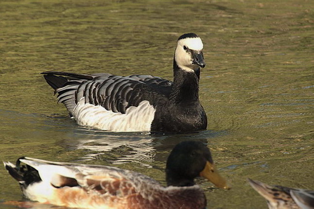 Oca de galta blanca (Branta leucopsis)