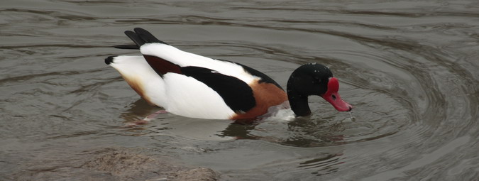 Ànec blanc (Tadorna tadorna)