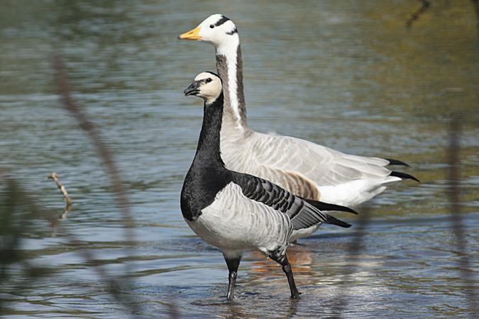 Oca de galta blanca (Branta leucopsis) + Ánsar indio (Anser indicus)