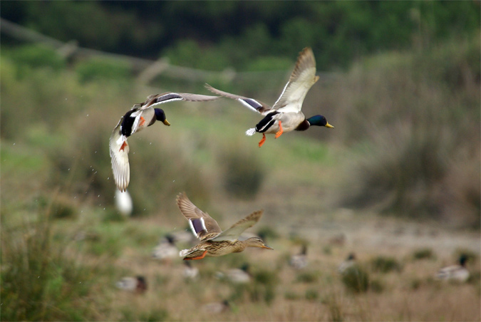 Vuelo "sincronizado"