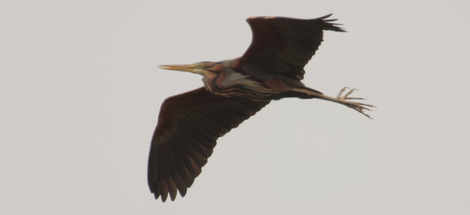 Agró roig (Ardea purpurea)