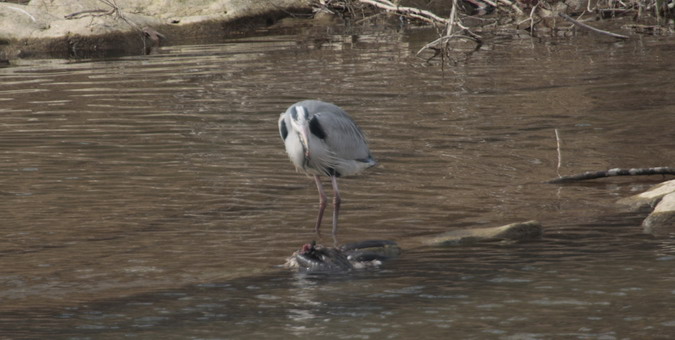 Bernat pescaire (Ardea cinerea)