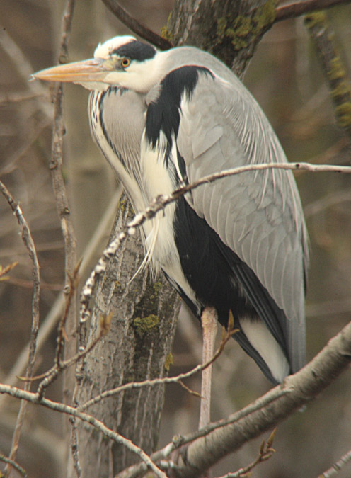 Bernat pescaire (Ardea cinerea)