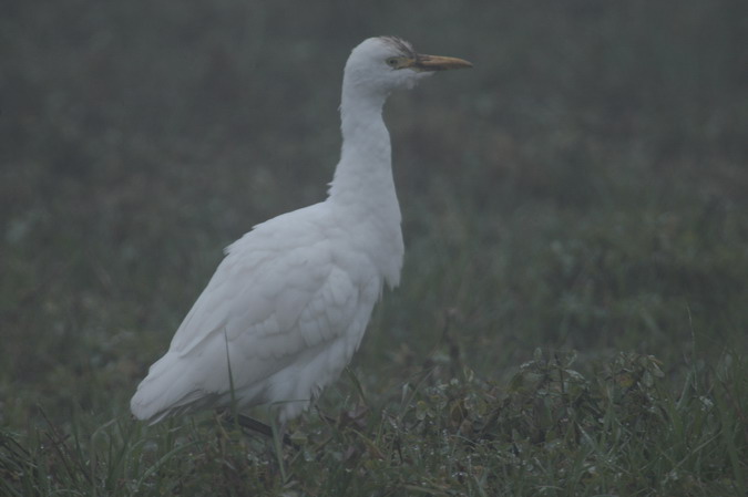 Esplugabous (Bubulcus ibis)