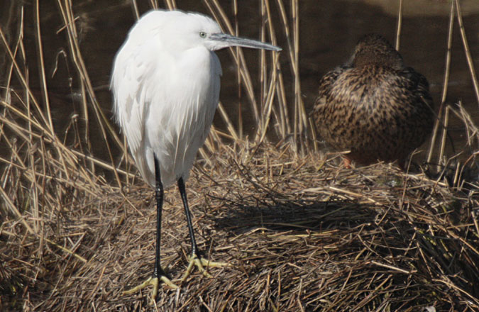 Martinet blanc (Egretta garzetta)