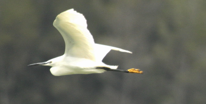 Martinet blanc (Egretta garzetta)