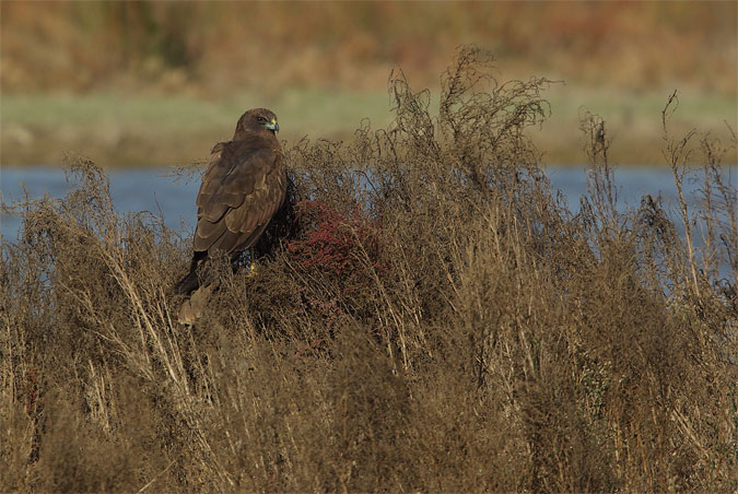 Arpella vulgar(Circus aeroginosus)