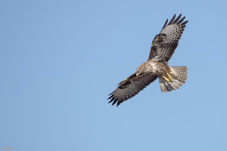 Aligot comú  (Buteo buteo)