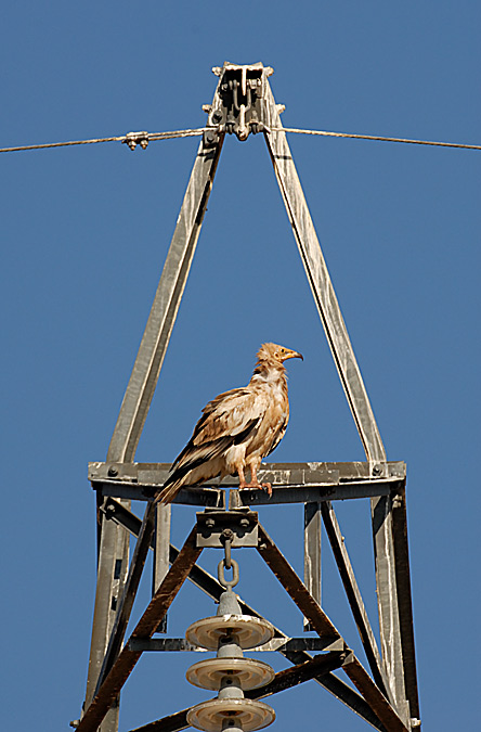 AUFRANY-ALIMOCHE-NEOPHRON PERCNOPTERUS