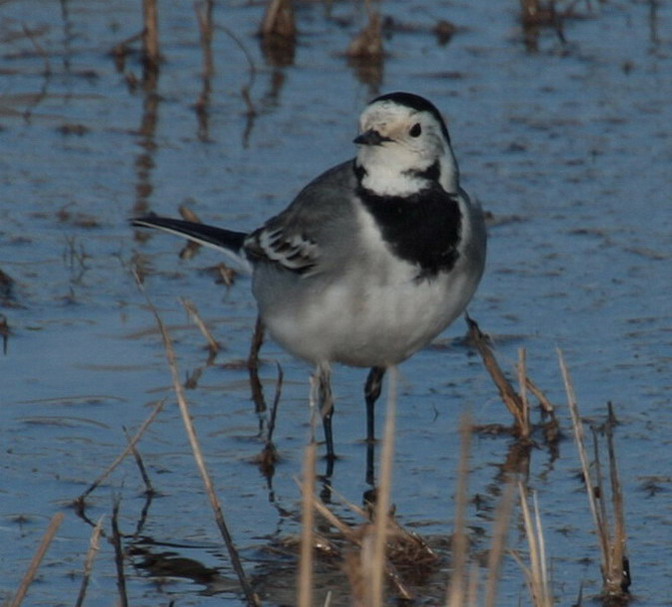 Cuereta blanca (Motacilla alba)