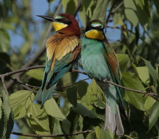 Abellerol (Merops apiaster)