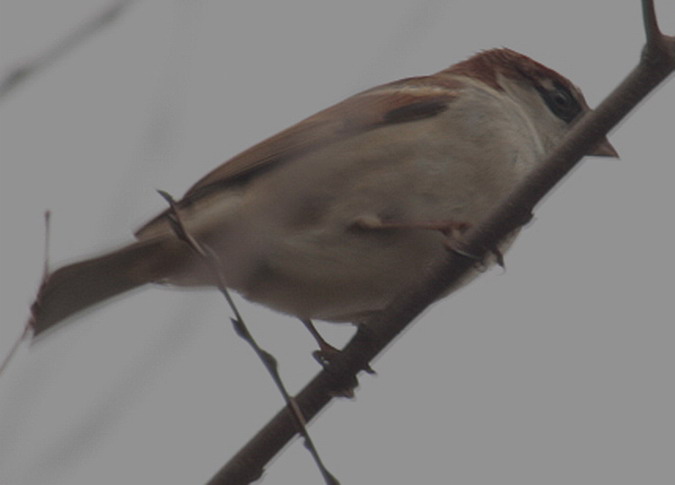 Pardal comú (Passer domesticus)