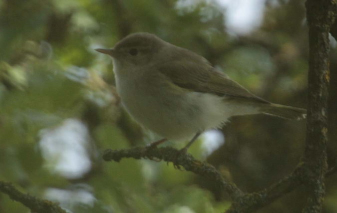 Mosquiter comú (Philoscopus collybita)