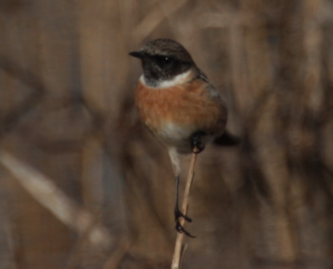 Bitxac comú (Saxicola torquatus)