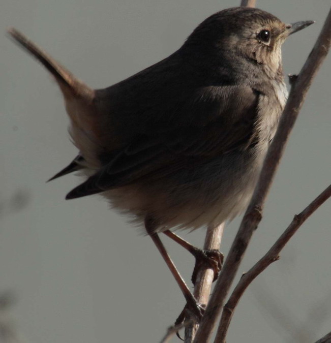 Cotxa Blava(Luscinia svecica)