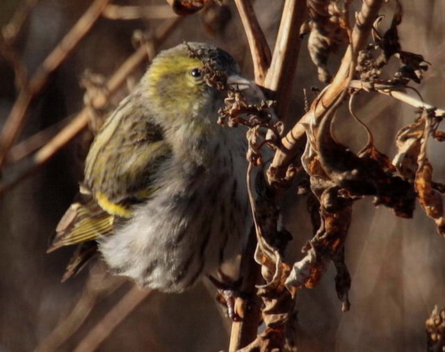 Lluer (Carduelis spinus)