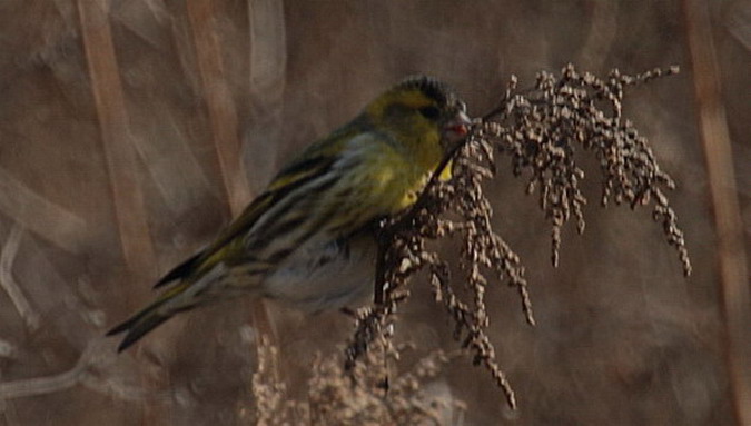 Lluer (Carduelis spinus)