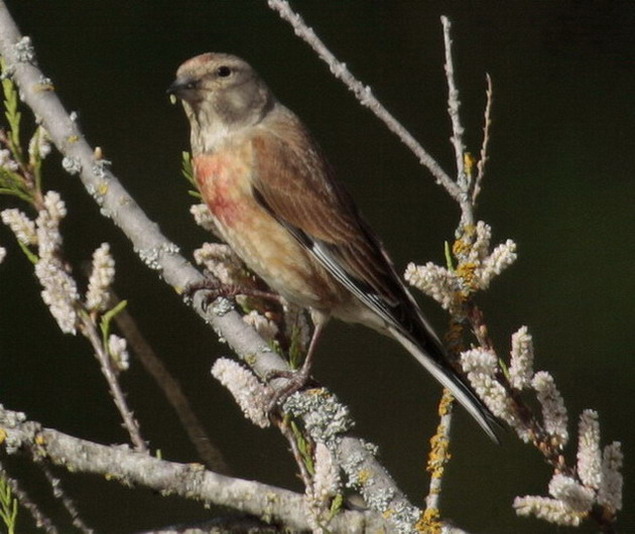 Passerell comú (Carduelis cannabina)