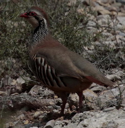 Perdiu comuna (Alectoris rufa)