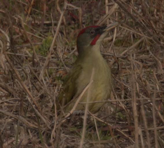 Picot verd(Picus viridis)