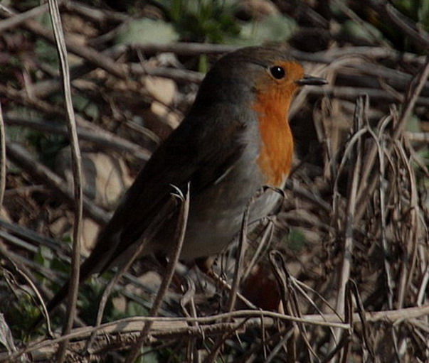 Pit- Roig ( Erithacus rubecula )