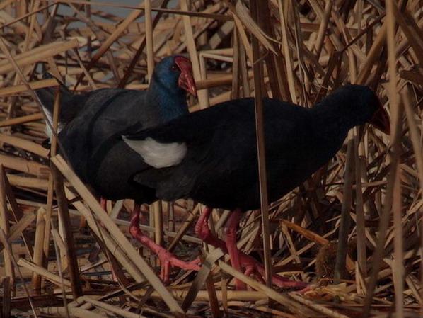 Polla blava (Porphyrio porphyrio)