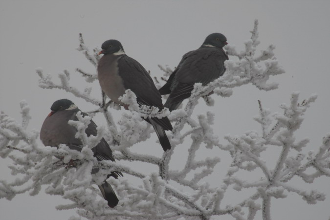 Tudó (Columba palumbus)