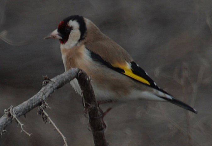 Cadernera (Carduelis carduelis)