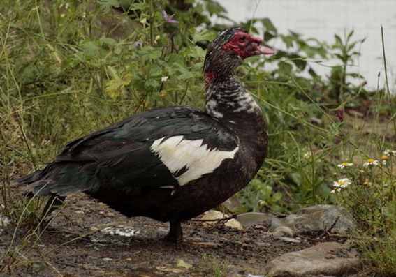 Ànec Anatidae