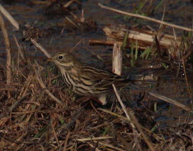 Titella (Anthus pratensis)