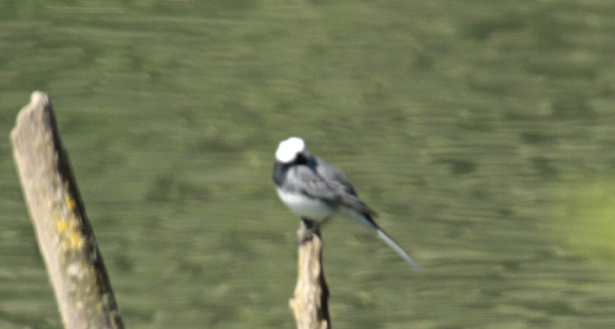 Azure, cyanus Cyanistes