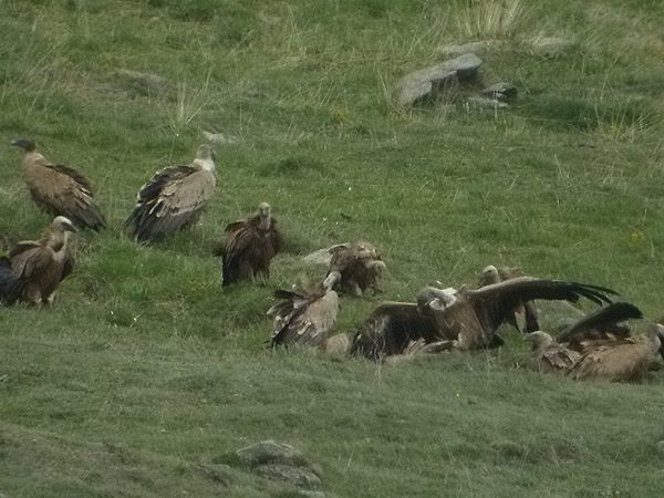 Voltors a Targasona (Gyps fulvus)