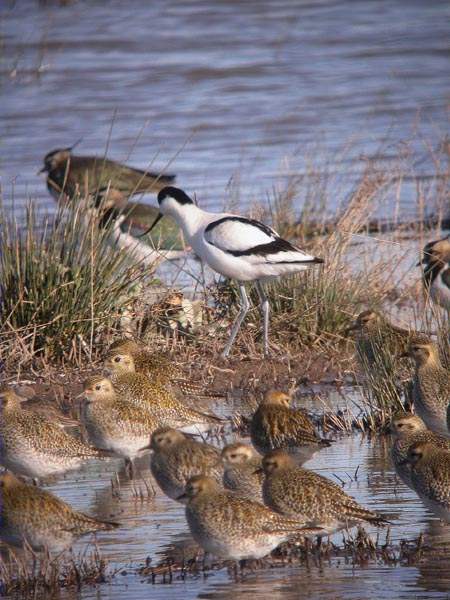 Bec d'Alena, avoceta (Recurvirostra avosetta)