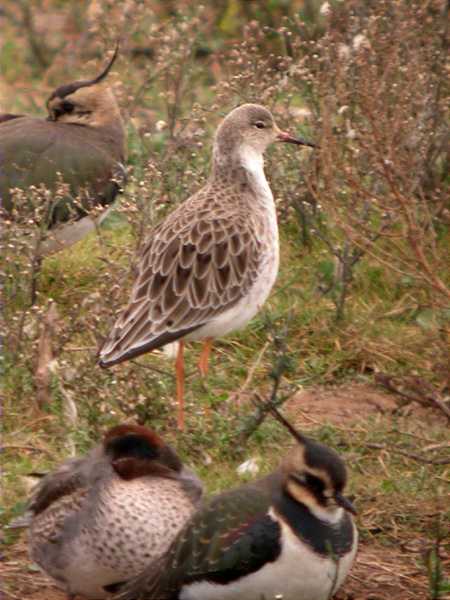 Batallaire, combatiente (Philomachus pugnax)