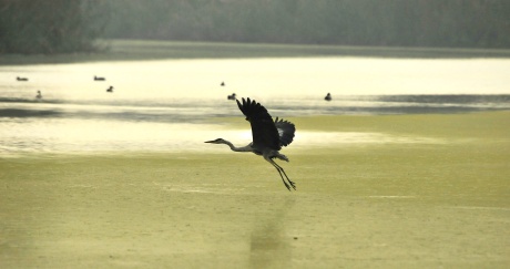 Bernat pescaire (Ardea cinerea)