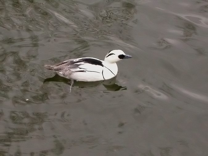 Bec de serra petit, serreta chica (Mergus albellus)