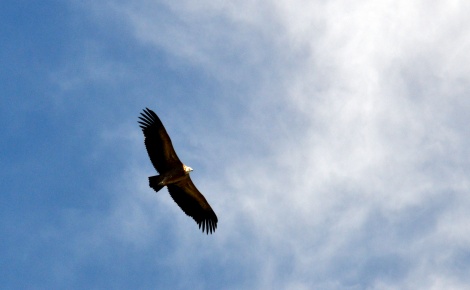 Voltor comú (Gyps fulvus)