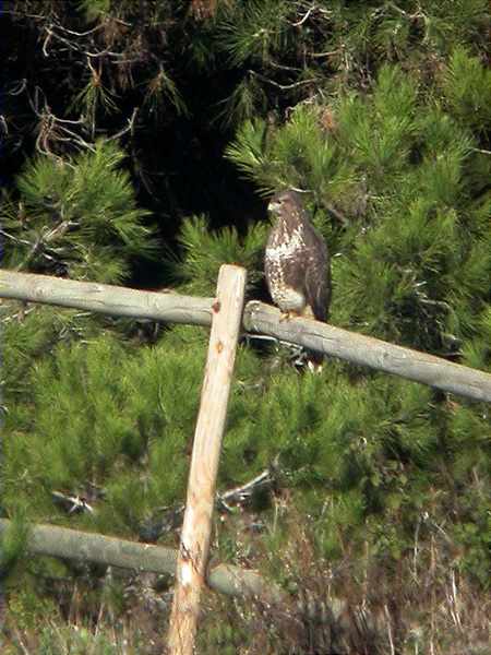 Aligot, ratonero (Buteo buteo)