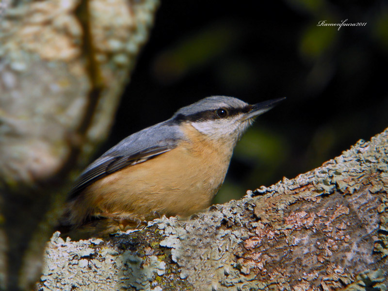 Ocells de La Garrotxa: Pica-soques Blau